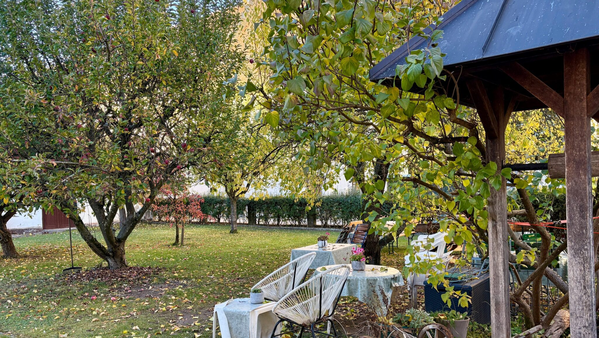 Gedeckte Tische und weiße Stühle unter Apfelbäumen im Garten des Café am Kirchplatz